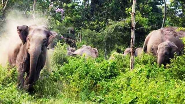 24 घंटे में चौथी बार नेशनल हाईवे जाम – सड़क पर दंतैल हथियो का झुंड देख राहगीरों की थम गई थी सांसें, करीब 25 मिनट तक रास्ता रोके खड़े रहे हाथी