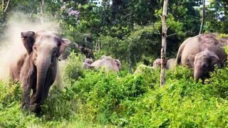 24 घंटे में चौथी बार नेशनल हाईवे जाम – सड़क पर दंतैल हथियो का झुंड देख राहगीरों की थम गई थी सांसें, करीब 25 मिनट तक रास्ता रोके खड़े रहे हाथी