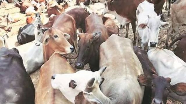 गांव के कच्चे रास्तों से हो रही थी गौ तस्करी। सामाजिक कार्यकर्ताओं को आता देख भागे तस्कर।