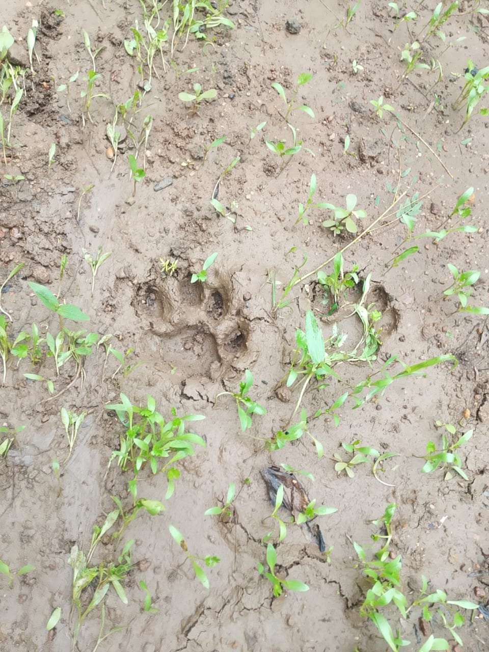 गीली मिट्टी पर बने तेंदुए के पंथचिह्न