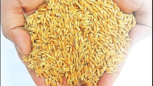 पिथौरा राइस मिल में छापा: 6000 कट्टा धान गायब, डीओ एडजस्ट के खेल की आशंका…..